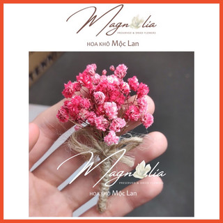 Bó hoa khô mini ❤️FREESHIP❤️ trang trí bàn gallery, thiệp handmade, thiệp cưới vintage Bắc Âu