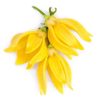 Tinh dầu Ngọc Lan Tây Ylang-Ylang