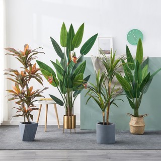 Cây giả KHÔNG CHẬU, bàng singapo, chuối rẻ quạt giả, oliu, trầu bà cột , thiết mộc lan, thiên điểu, trúc phật bà