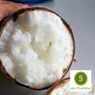 Dừa sáp đặc ruột tại vườn- big s food