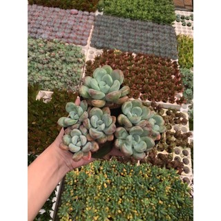 Sen Đá Sỏi Hồng |FREESHIP| XUẤT XỨ VIỆT NAM, ĐÃ THUẦN KHÍ HẬU, SIÊU KHOẺ ĐẸP, LỖI 1 ĐỔI 1