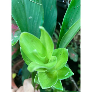 Chùm củ hoa nghệ Thái - tulip Thái