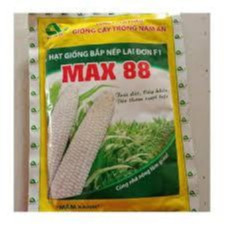 HẠT GIỐNG BẮP NẾP MAXX 88 (100gram) - Ngô năng suất cao, trồng quanh năm 100gram