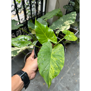 Kiểng lá ráy vàng