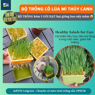 Bộ kit trồng cỏ mèo thủy canh • hạt giống cỏ lúa mì • hạt giống cỏ mèo thủy canh | mpets catgrass
