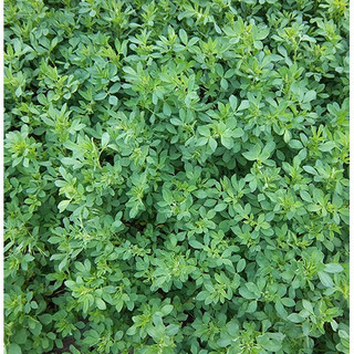 Hạt Cỏ Chăn Nuôi Dinh Dưỡng Cao Alfalfa Linh Lăng 300gam, Tái Sinh Nhanh