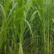 Hạt Giống Cỏ Voi Lai Không Lông Năng Suất Cao 200g - Hạt Giống Cỏ Chăn Nuôi Chuẩn, CHẤT LƯỢNG TỐT