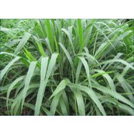 Hạt Cỏ Sả Chịu Giẫm Đạp Ruzi 300g -Cỏ Chăn Nuôi - Có Thể Chịu Hạn Tốt Và Chịu Ngập Úng Trong Thời Gian Ngắn