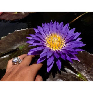 Untraviolet