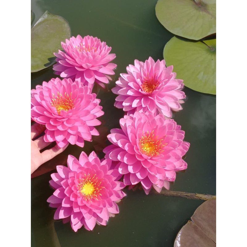 Hoa Súng Thái Lan Willmorat+ Milinkhan