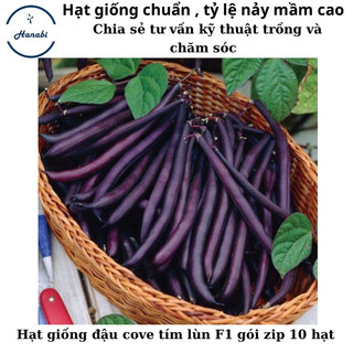 Hạt giống đậu cove tím bụi