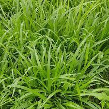 Hạt Cỏ Chăn Nuôi Chịu Lạnh Chịu Hạn Mulato II 200gam - Khả Năng Chịu Hạn Tốt