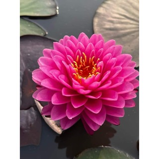 Hoa Súng Thái Lan Willmorat+ Milinkhan