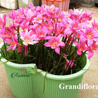 1KG ,củ hoa huệ mưa màu hồng khủng(khoảng 150 củ) -dể trồng ,nhanh ra hoa