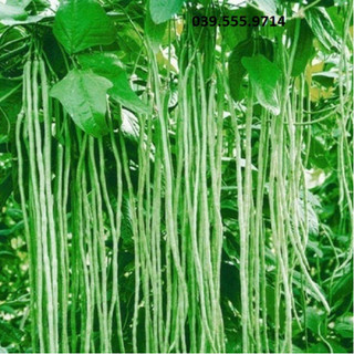 Hạt giống Đậu Đũa Cao Sản – 20gram, kháng bệnh tốt