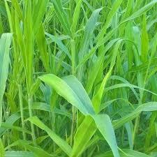 Hạt Cỏ Ruzi - Cỏ Chăn Nuôi Chịu Giẫm Đạp 200g, chịu ngập úng trong thời gian ngắn