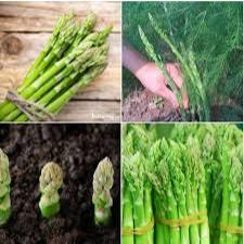 Hạt Giống Măng Tây Mỹ Siêu Năng Suất - 20 hạt - Năng Suất Cao