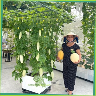 Giàn trồng cây leo chữ T lắp ghép thông minh phù hợp cho cà chua, dưa leo, mướp, hoa giấy