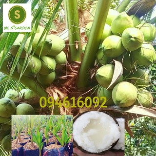 Dừa Sáp Giống - Được Ươm tại vườn Cầu Kè, Trà Vinh