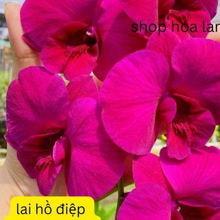 Dendro tím lai hồ điệp bông quá to đẹp chậu trưởng thành sắp trổ bông