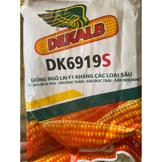 Hạt giống bắp lai 6919S 1 kg, hạt giống bắp kháng sâu DK6919S