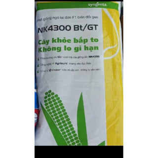 Hạt giống bắp lai nk 4300 1kg hạt giống bắp biến đổi gen, kháng sâu