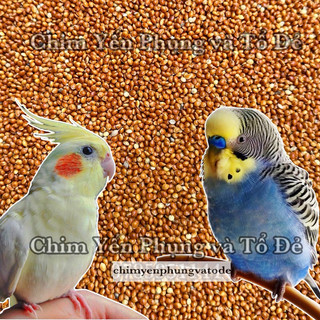 1kg kê bóng đỏ - kê đỏ hạt to [thức ăn: Chim Cảnh, Cu Gáy, Yến Phụng...]