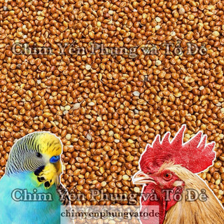 2kg kê đỏ hạt to (kê bóng đỏ) thức ăn: Gà Kiểng, Vẹt, Yến Phụng, Cu Gáy..