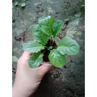 (Cây bé) CÚC Đ.ỒNG T.IỀN ĐỎ LÙN 28