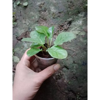 (Cây bé) CÚC Đ.ỒNG T.IỀN ĐỎ LÙN 28