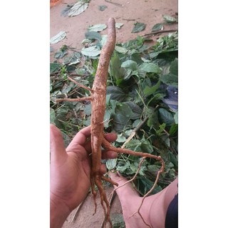 1kg rễ Cây lá đắng cảy còn gọi là đại thanh, đắng cay, bọ nẹt, bọ mẩy, đắng đốm, mạy kỳ cáy