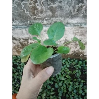 (Cây bé) CÚC Đ.ỒNG T.IỀN ĐỎ LÙN 23