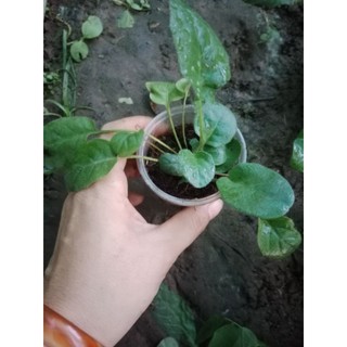 (Cây bé) CÚC Đ.ỒNG T.IỀN ĐỎ LÙN 23