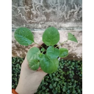 (Cây bé) CÚC Đ.ỒNG T.IỀN ĐỎ LÙN 23