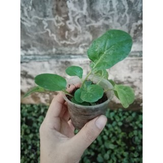 (Cây bé) CÚC Đ.ỒNG T.IỀN ĐỎ LÙN 23