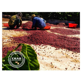 [CQI 83+] Cà phê Fine Robusta - Gia Lai Espresso
