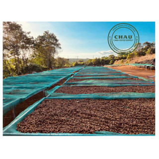 [CQI 83+] Cà phê Fine Robusta - Gia Lai Espresso