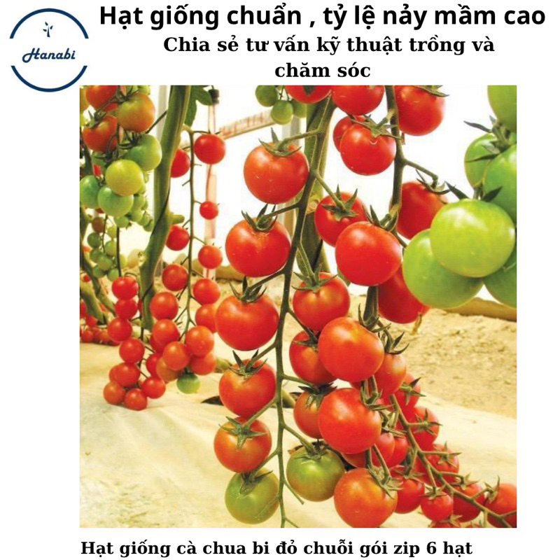 Hạt giống cà chua bi đỏ