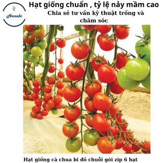Hạt giống cà chua bi đỏ