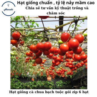Hạt giống cà chua bạch tuộc quả to
