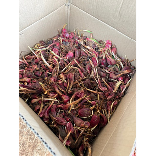1kg Củ giống sâm đại hành