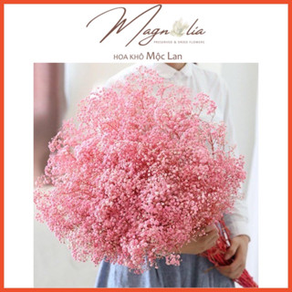 Hoa baby decor ❤️FREESHIP❤️ Bông thật sấy khô tông màu pastel vintage trang trí nhà cửa