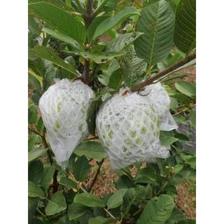 [ 1Kg ] ~ 320 Cái Túi Xốp Bọc Các Loại ổi, Vú Sữa  Đầy Đủ Thun Xốp NIlon Lồng Sẵn