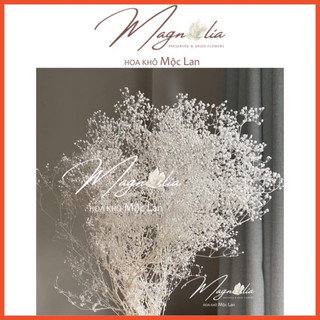 Hoa Khô Gypsophila Baby Breath ❤️FREESHIP❤️ Trang trí nhà cửa, tiệc cưới vintage, đồ handmade, scrapbook
