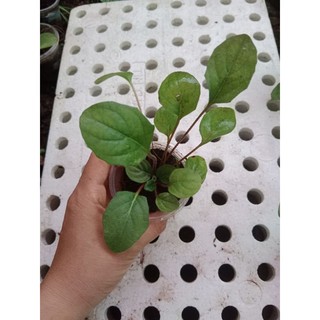 (Cây bé) CÚC Đ.ỒNG T.IỀN CAM