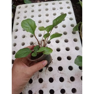 (Cây bé) CÚC Đ.ỒNG T.IỀN CAM
