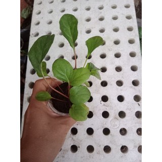 (Cây bé) CÚC Đ.ỒNG T.IỀN CAM