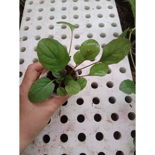 (Cây bé) CÚC Đ.ỒNG T.IỀN CAM