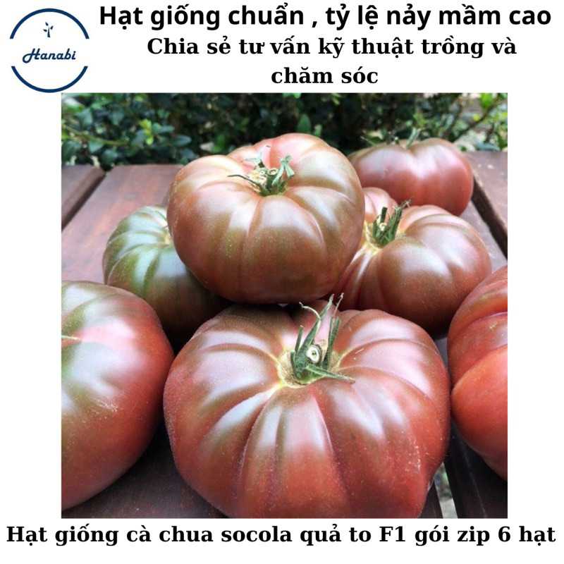 Hạt giống cà chua Black Krim (Organic Tomato Seed)