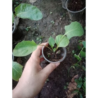 (Cây bé) CÚC Đ.ỒNG T.IỀN TÍM